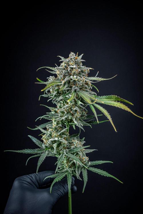 Banana Blaze Auto Dutch Passion. Week 14 - Day 91