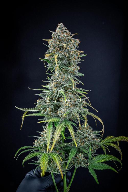 Banana Blaze Auto Dutch Passion. Week 14 - Day 91