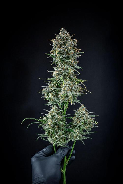 Banana Blaze Auto Dutch Passion. Week 14 - Day 91