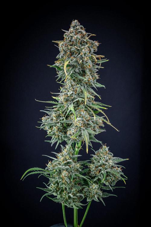 Banana Blaze Auto Dutch Passion. Week 14 - Day 91