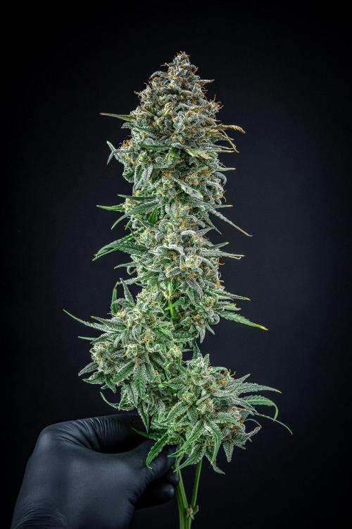 Banana Blaze Auto Dutch Passion. Week 14 - Day 91