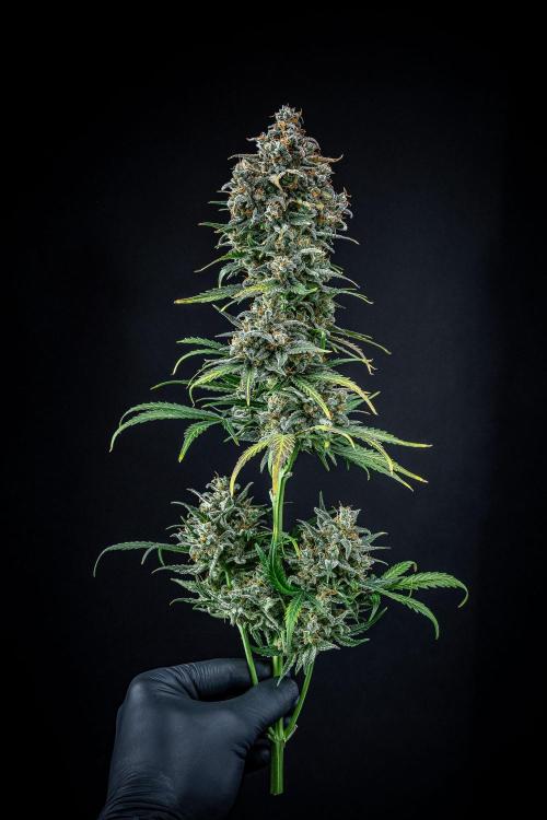 Banana Blaze Auto Dutch Passion. Week 14 - Day 91