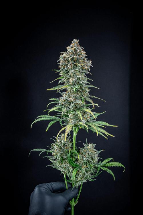 Banana Blaze Auto Dutch Passion. Week 14 - Day 91