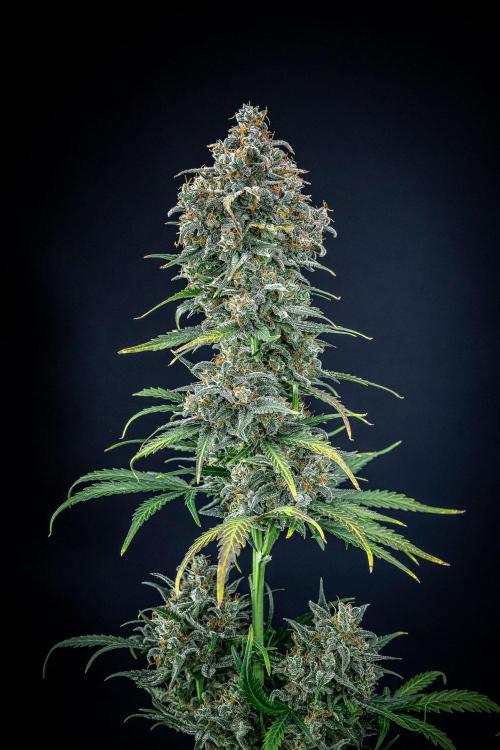 Banana Blaze Auto Dutch Passion. Week 14 - Day 91