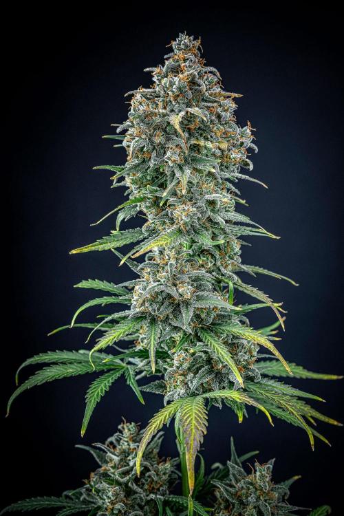 Banana Blaze Auto Dutch Passion. Week 14 - Day 91