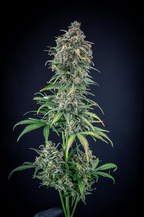 Banana Blaze Auto Dutch Passion. Week 14 - Day 91