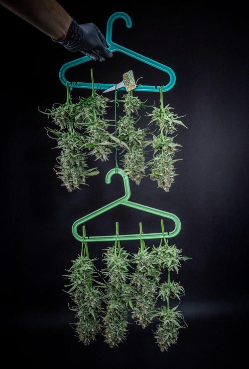 Banana Blaze Auto Dutch Passion. Week 14 - Day 91