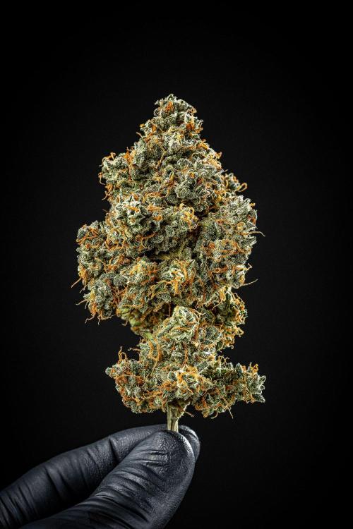 Banana Blaze Auto Dutch Passion. Week 14 - Day 123