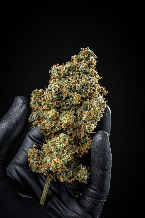 Banana Blaze Auto Dutch Passion. Week 14 - Day 123