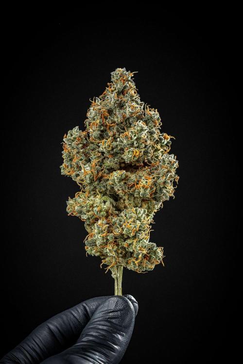 Banana Blaze Auto Dutch Passion. Week 14 - Day 123