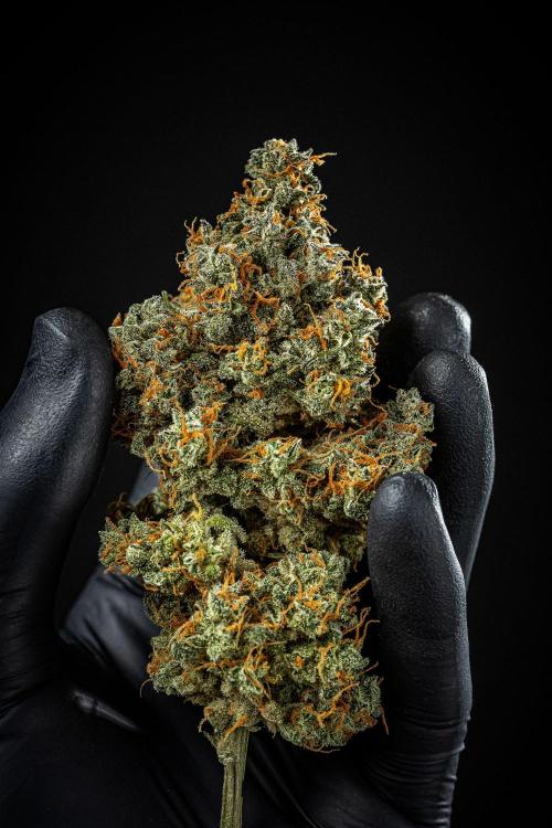 Banana Blaze Auto Dutch Passion. Week 14 - Day 123