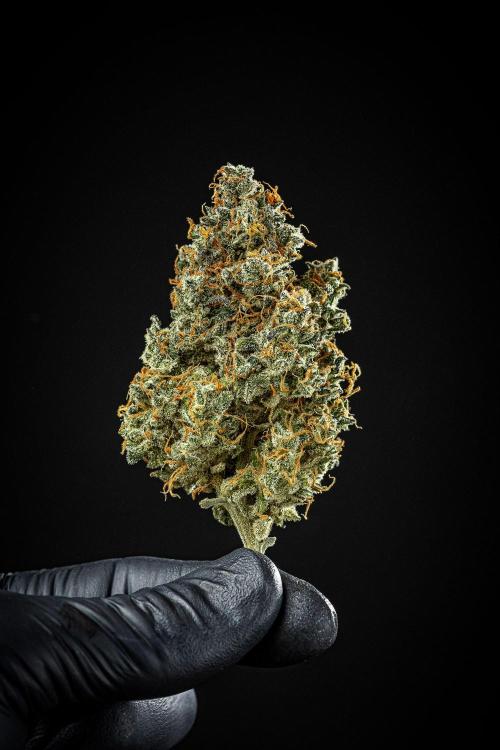 Banana Blaze Auto Dutch Passion. Week 14 - Day 123