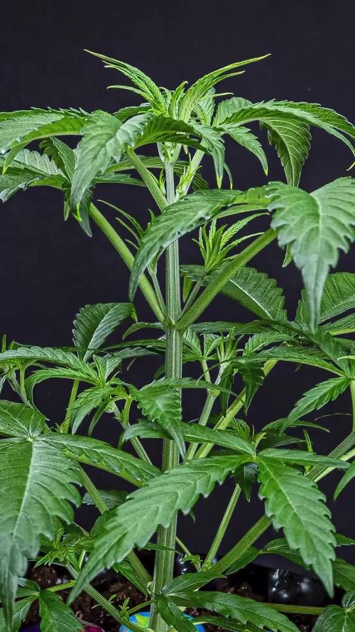 Chemical Candy Green House Seeds