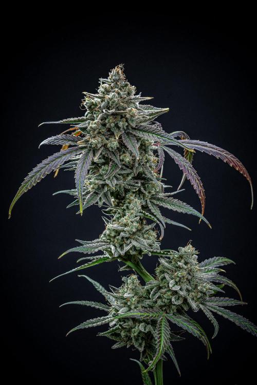 Chemical Candy Green House Seeds. Week 14 - Day 88
