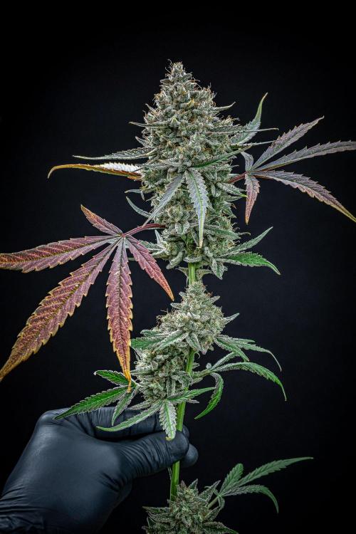 Chemical Candy Green House Seeds. Week 14 - Day 88