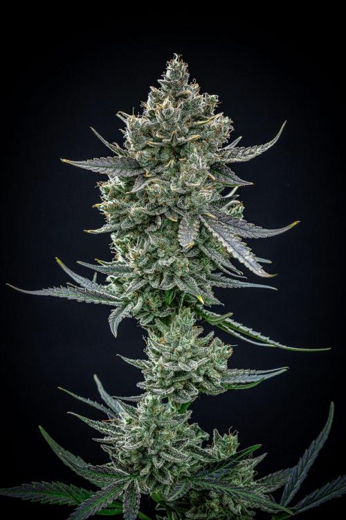 Chemical Candy Green House Seeds. Week 14 - Day 88