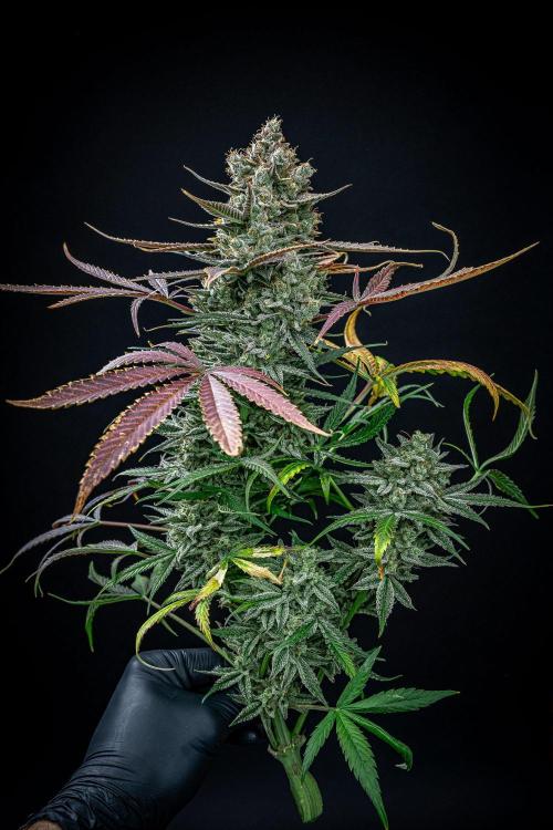 Chemical Candy Green House Seeds. Week 14 - Day 88