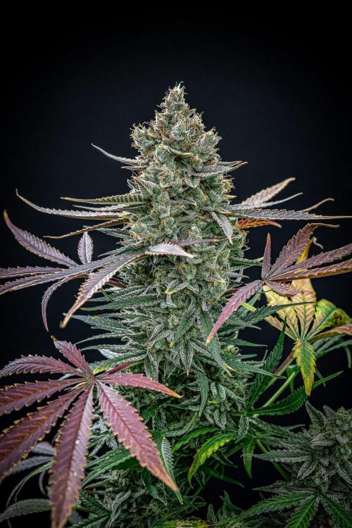 Chemical Candy Green House Seeds. Week 14 - Day 88