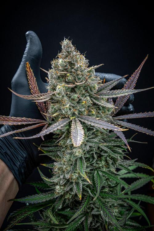 Chemical Candy Green House Seeds. Week 14 - Day 88