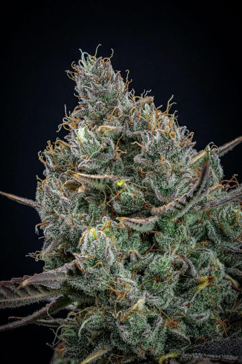 Chemical Candy Green House Seeds. Week 14 - Day 88