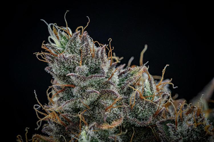 Chemical Candy Green House Seeds. Week 14 - Day 88