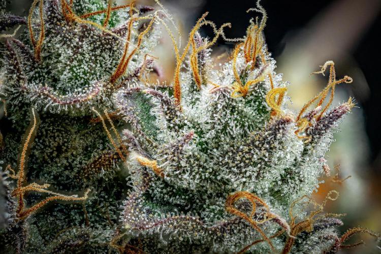 Chemical Candy Green House Seeds. Week 14 - Day 88