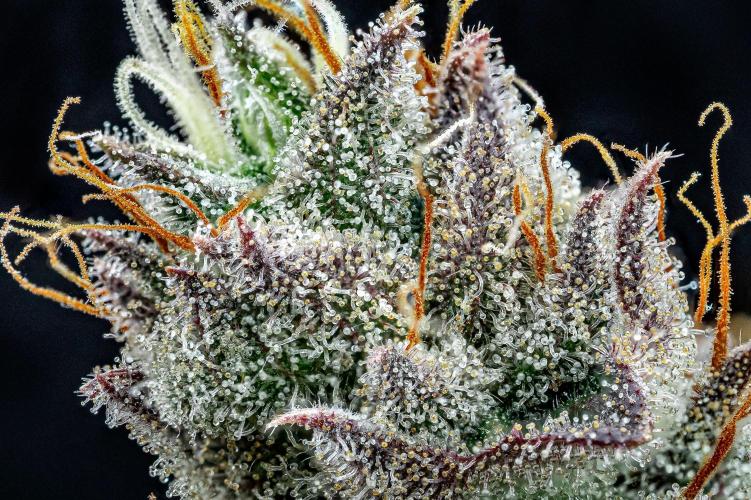 Chemical Candy Green House Seeds. Week 14 - Day 88