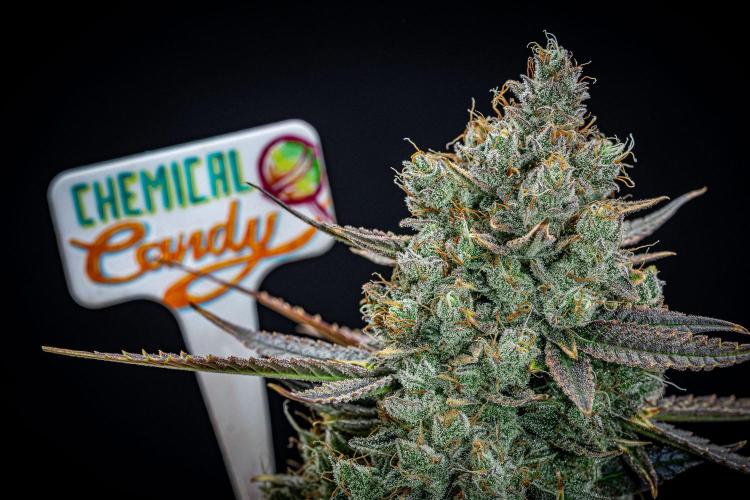 Chemical Candy Green House Seeds. Week 14 - Day 88