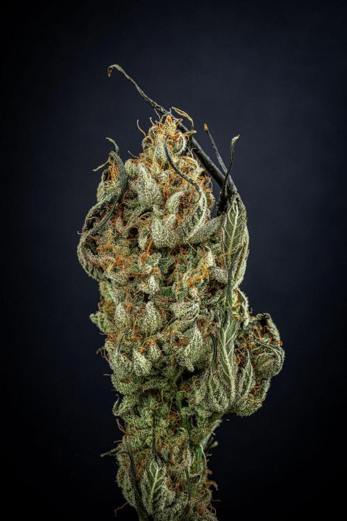 Chemical Candy Green House Seeds. Week 14 - Day 97