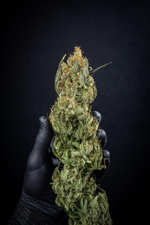 Chemical Candy Green House Seeds. Week 14 - Day 97