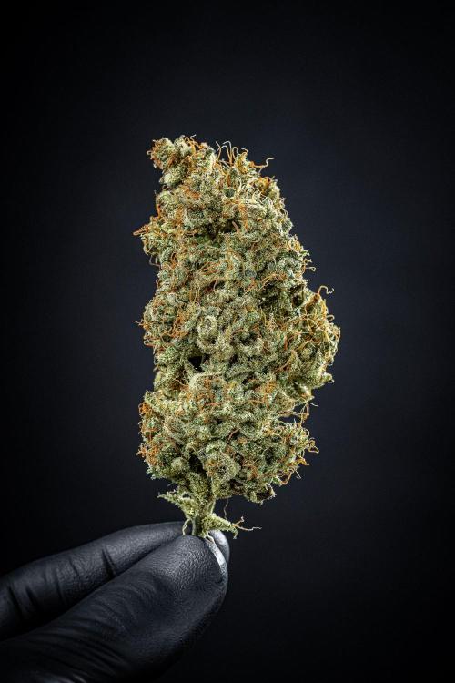 Chemical Candy Green House Seeds. Week 14 - Day 115