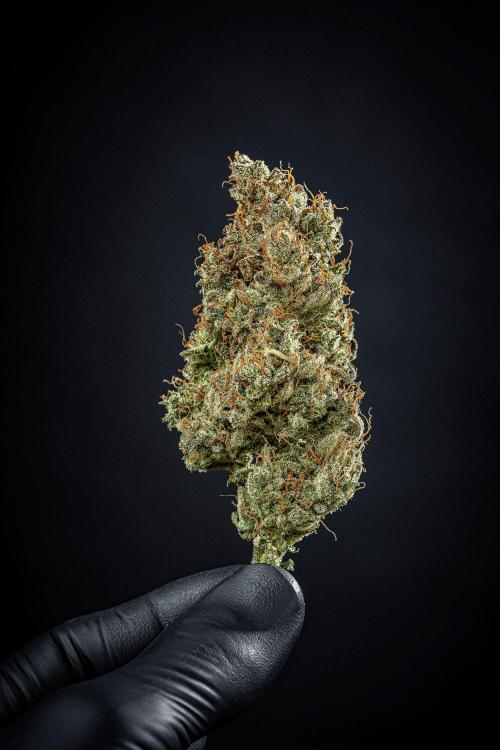 Chemical Candy Green House Seeds. Week 14 - Day 115