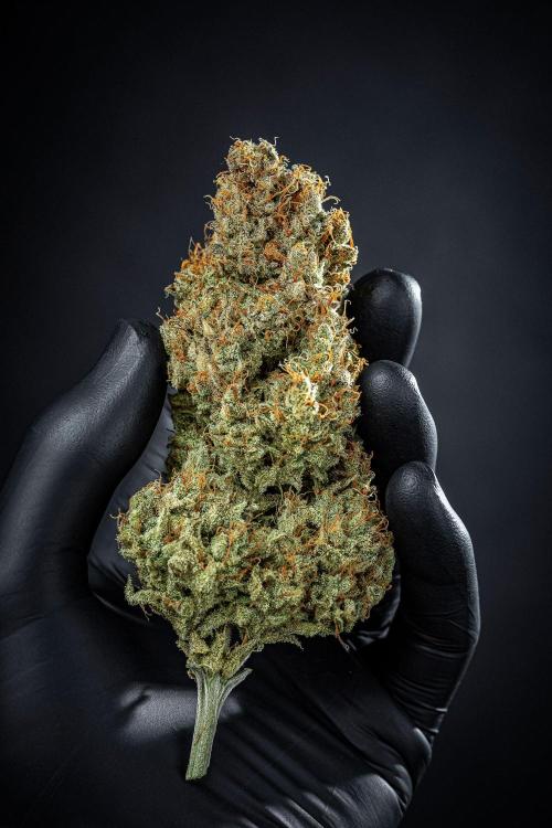 Chemical Candy Green House Seeds. Week 14 - Day 115