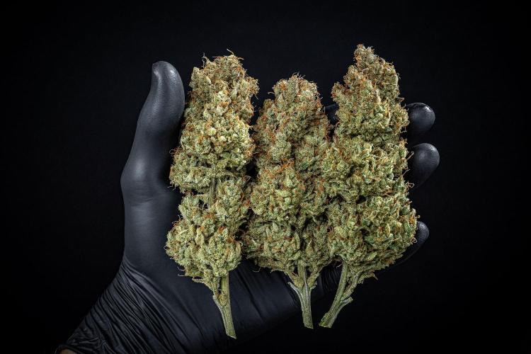 Chemical Candy Green House Seeds. Week 14 - Day 115