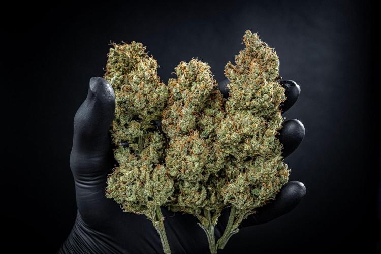 Chemical Candy Green House Seeds. Week 14 - Day 115