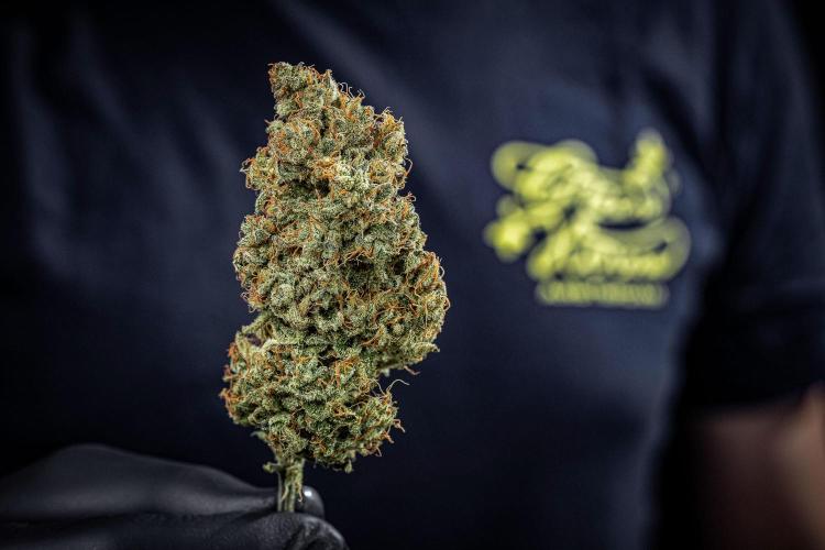 Chemical Candy Green House Seeds. Week 14 - Day 115