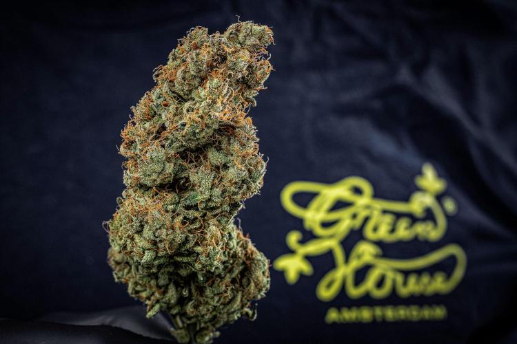 Chemical Candy Green House Seeds. Week 14 - Day 115