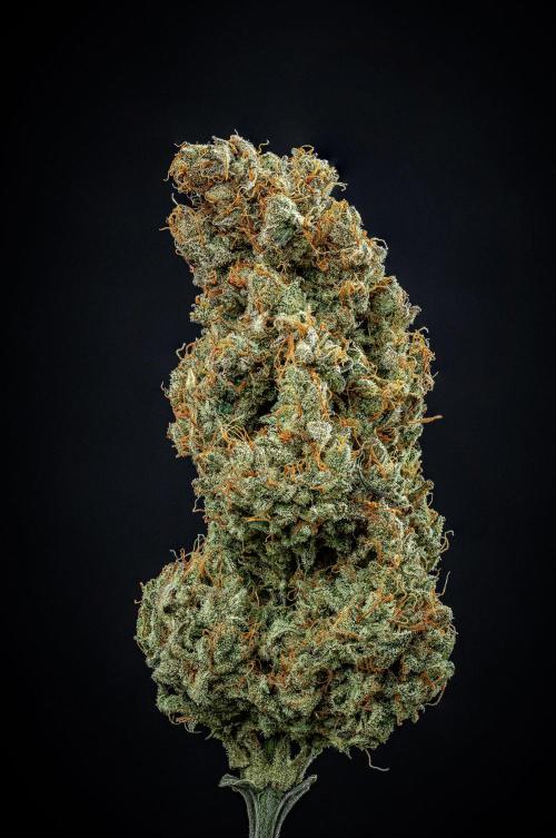 Chemical Candy Green House Seeds. Week 14 - Day 115