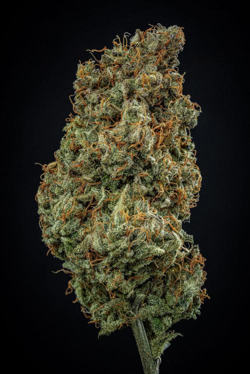 Chemical Candy Green House Seeds. Week 14 - Day 115