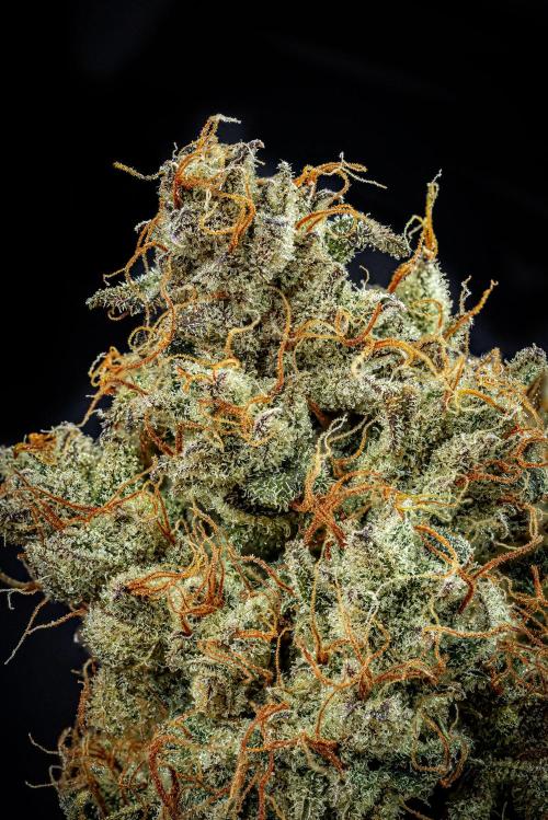 Chemical Candy Green House Seeds. Week 14 - Day 115