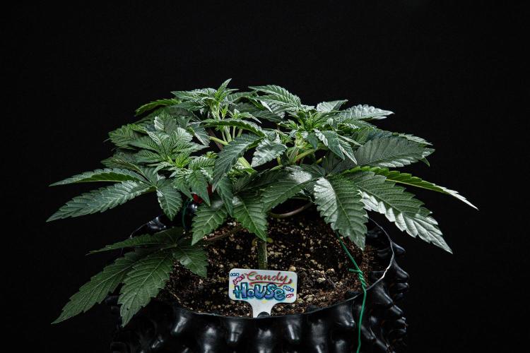 Candy House UKHTA Genetics. Week 6 - Day 37