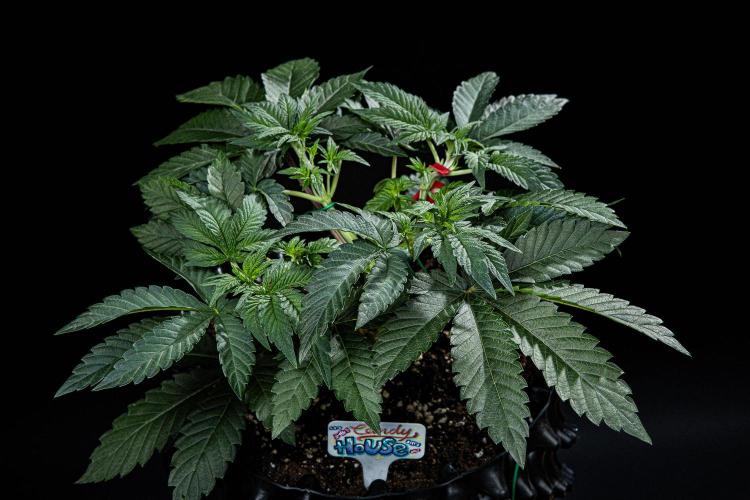 Candy House UKHTA Genetics. Week 6 - Day 37