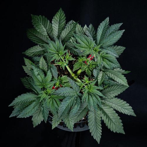 Candy House UKHTA Genetics. Week 6 - Day 37