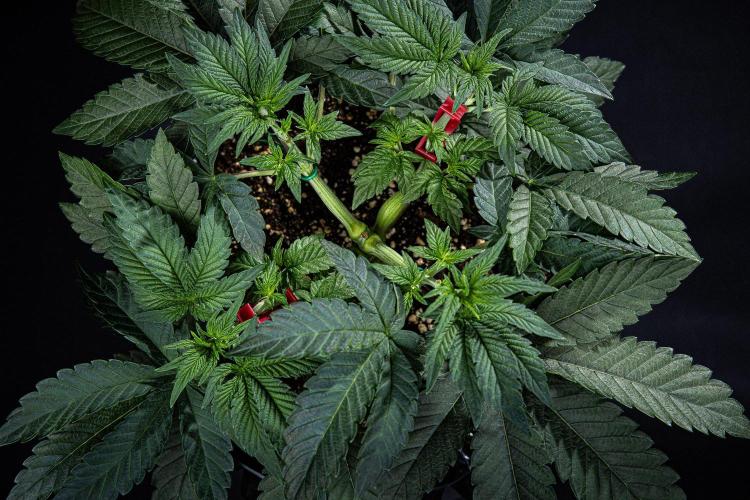 Candy House UKHTA Genetics. Week 6 - Day 37