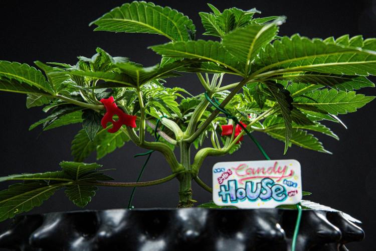 Candy House UKHTA Genetics. Week 6 - Day 37