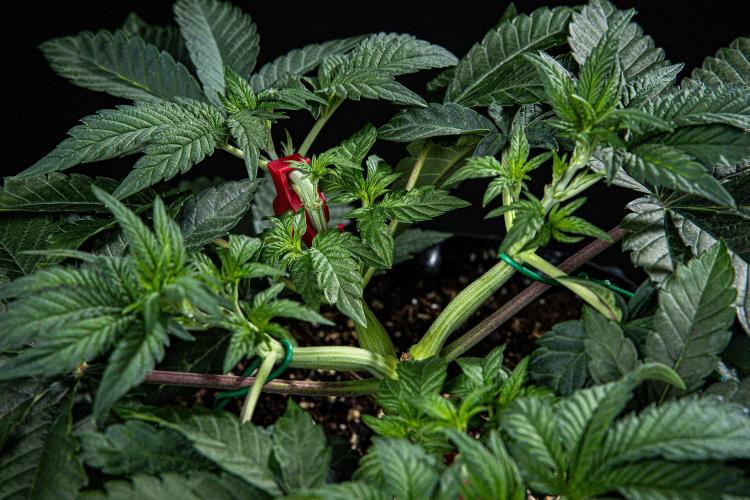 Candy House UKHTA Genetics. Week 6 - Day 37