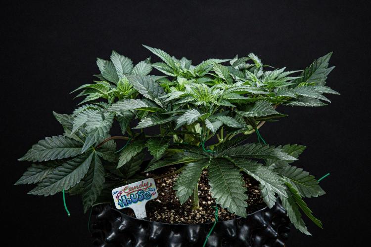 Candy House UKHTA Genetics. Week 6 - Day 42