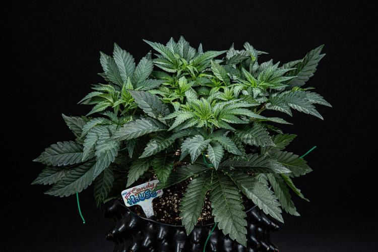 Candy House UKHTA Genetics. Week 6 - Day 42