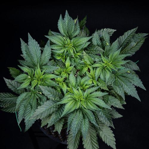 Candy House UKHTA Genetics. Week 6 - Day 42