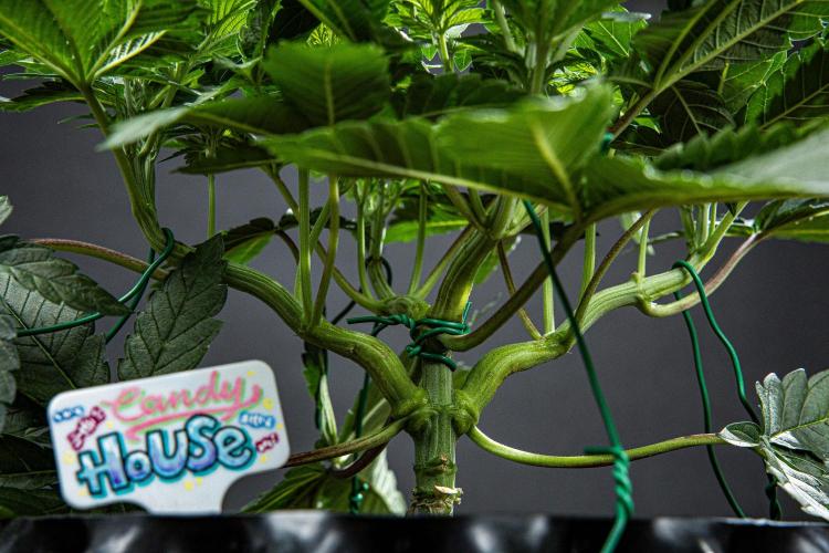 Candy House UKHTA Genetics. Week 6 - Day 42
